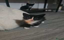 Mixed Breed cats for sale: 2 boy kittens  - Image 2