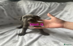 Mixed Breed dogs for sale: Beautiful staffie cross bullmastiff puppies  - Image 12