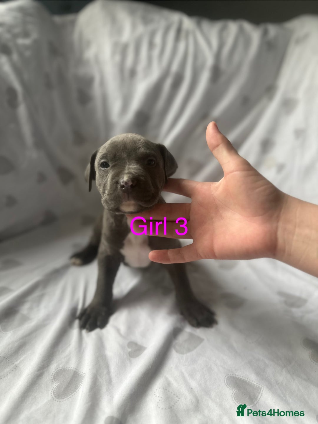 Mixed Breed dogs for sale: Beautiful staffie cross bullmastiff puppies  - Image 12