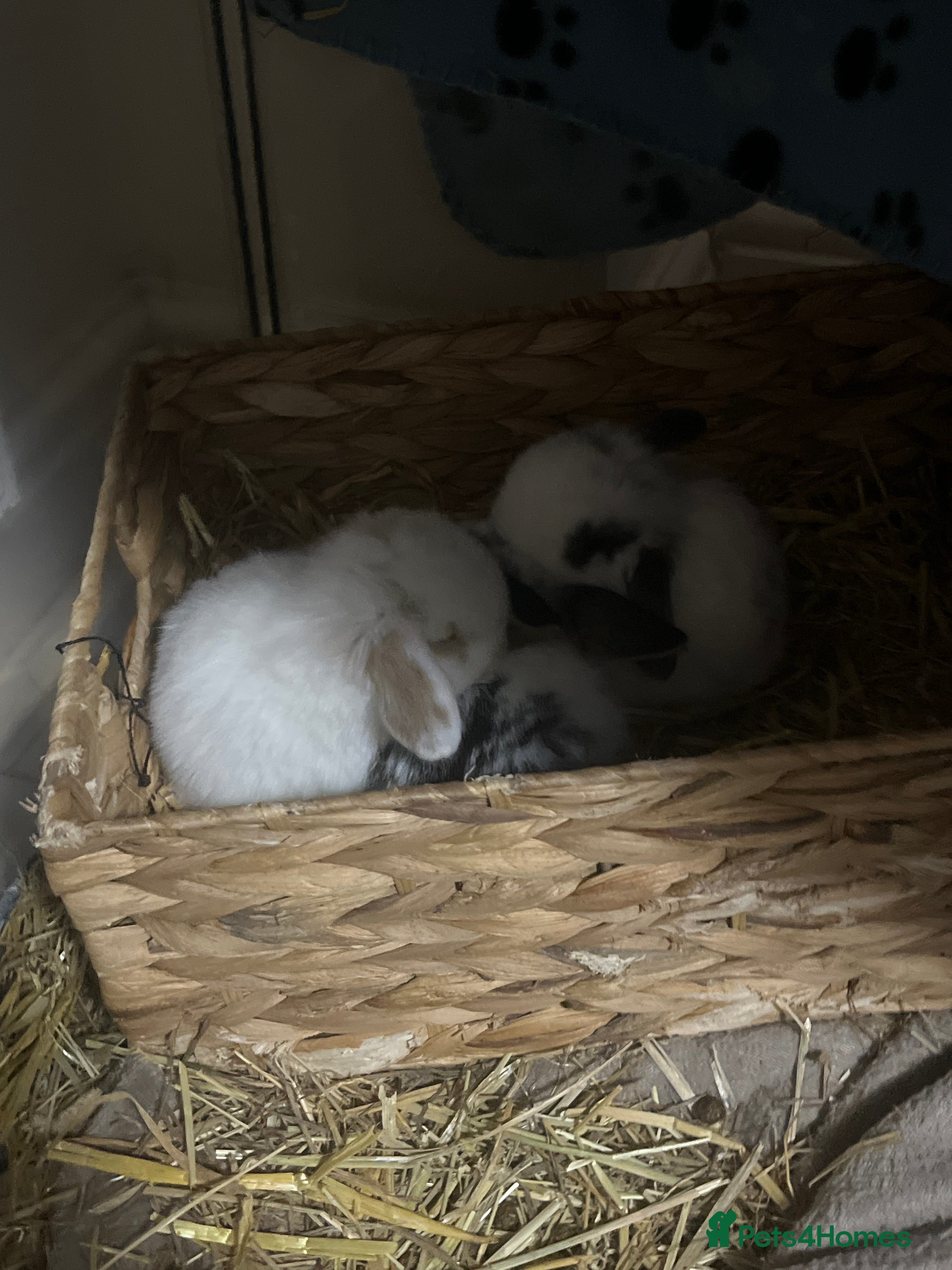 Mini Lop rabbits Mini lop baby bunnysfor sale  - Advert 1