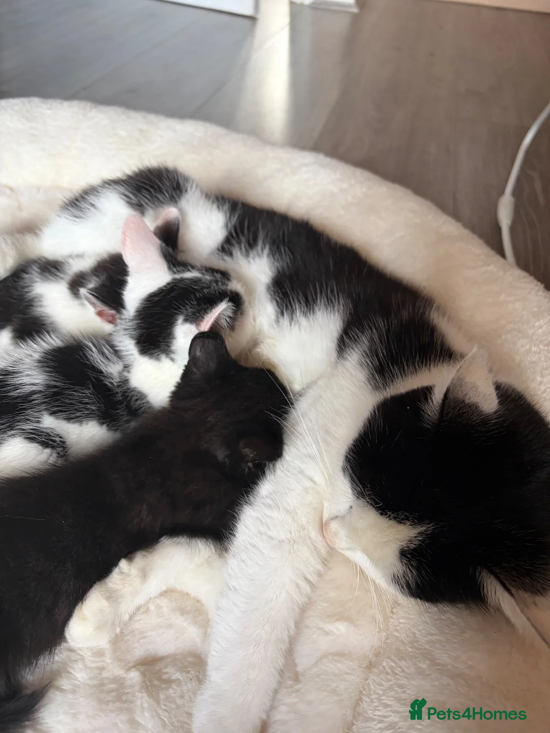 Mixed Breed cats for sale: Kittens for sale  in Rugeley - Advert 1