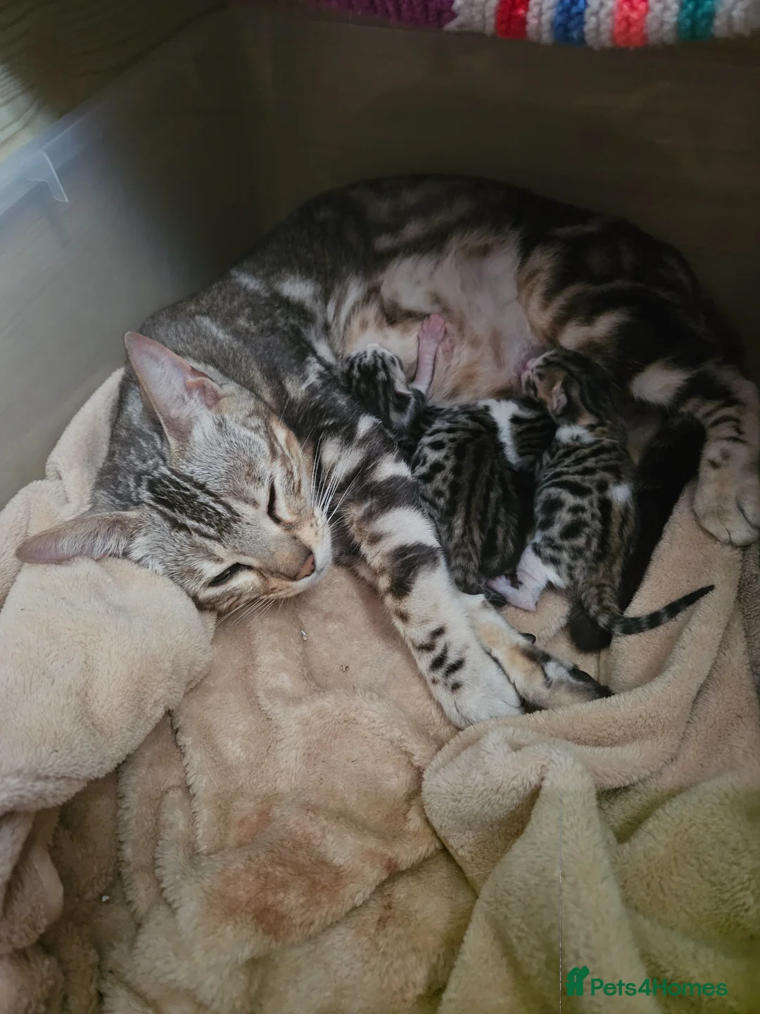 Mixed Breed cats for sale: 3 Beautiful Bengal x DSH male Kittens for Sale in Colchester - Advert 8