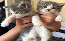 Mixed Breed cats for sale: Mixed ragdoll kittens  - Image 7