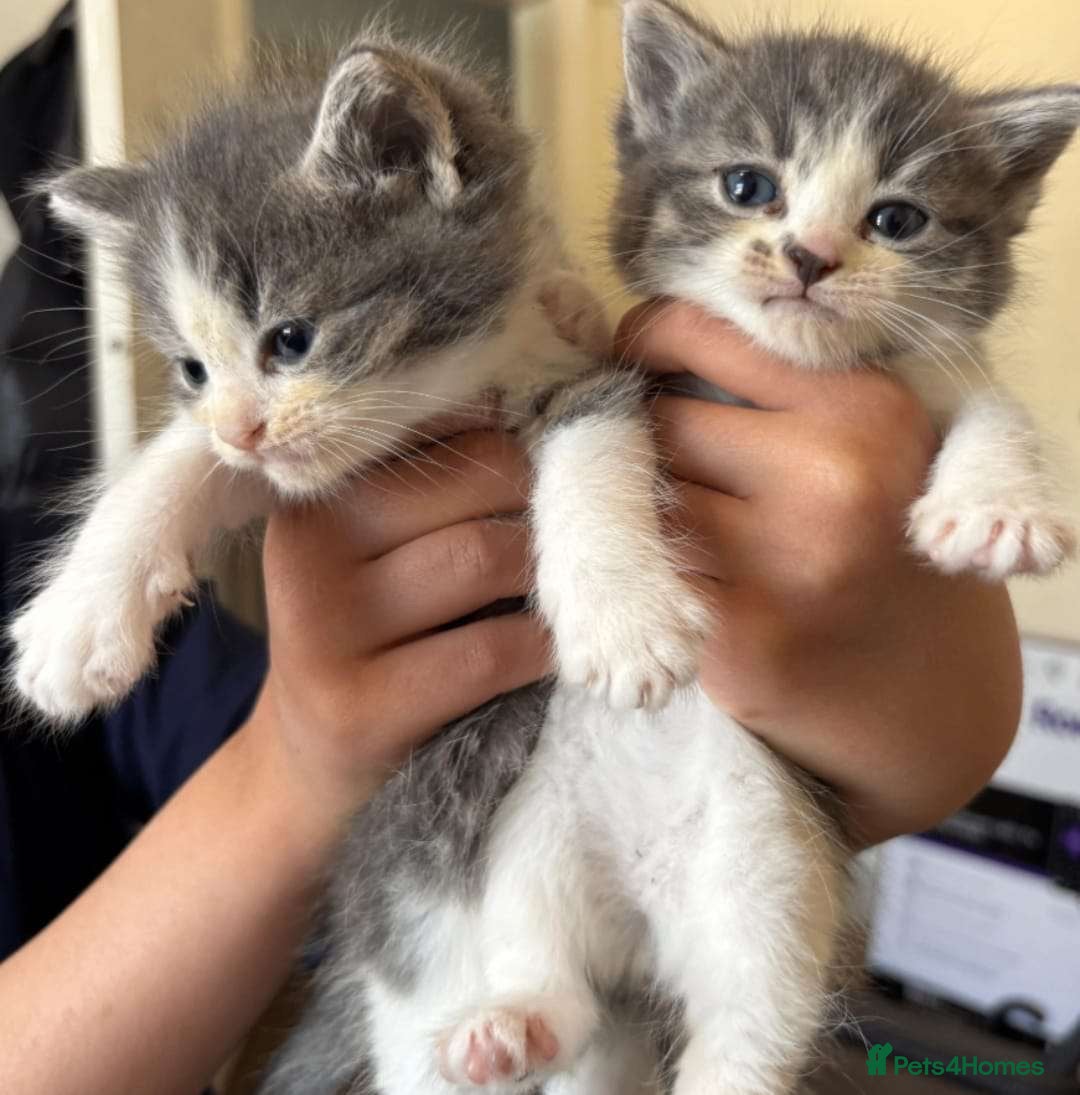 Mixed Breed cats for sale: Mixed ragdoll kittens  - Image 7