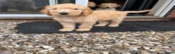 Australian Labradoodle dogs for sale: Last 2 Adorable Australian Labradoodles - Advert 31