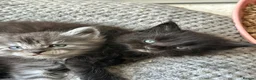 Maine Coon cats for sale: Fluffy Tortoiseshell Girl and Black Boy Kittens - Advert 4