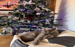 Scottish Fold cats for sale: Scottish fold adorable kitties 🐾  - Image 14