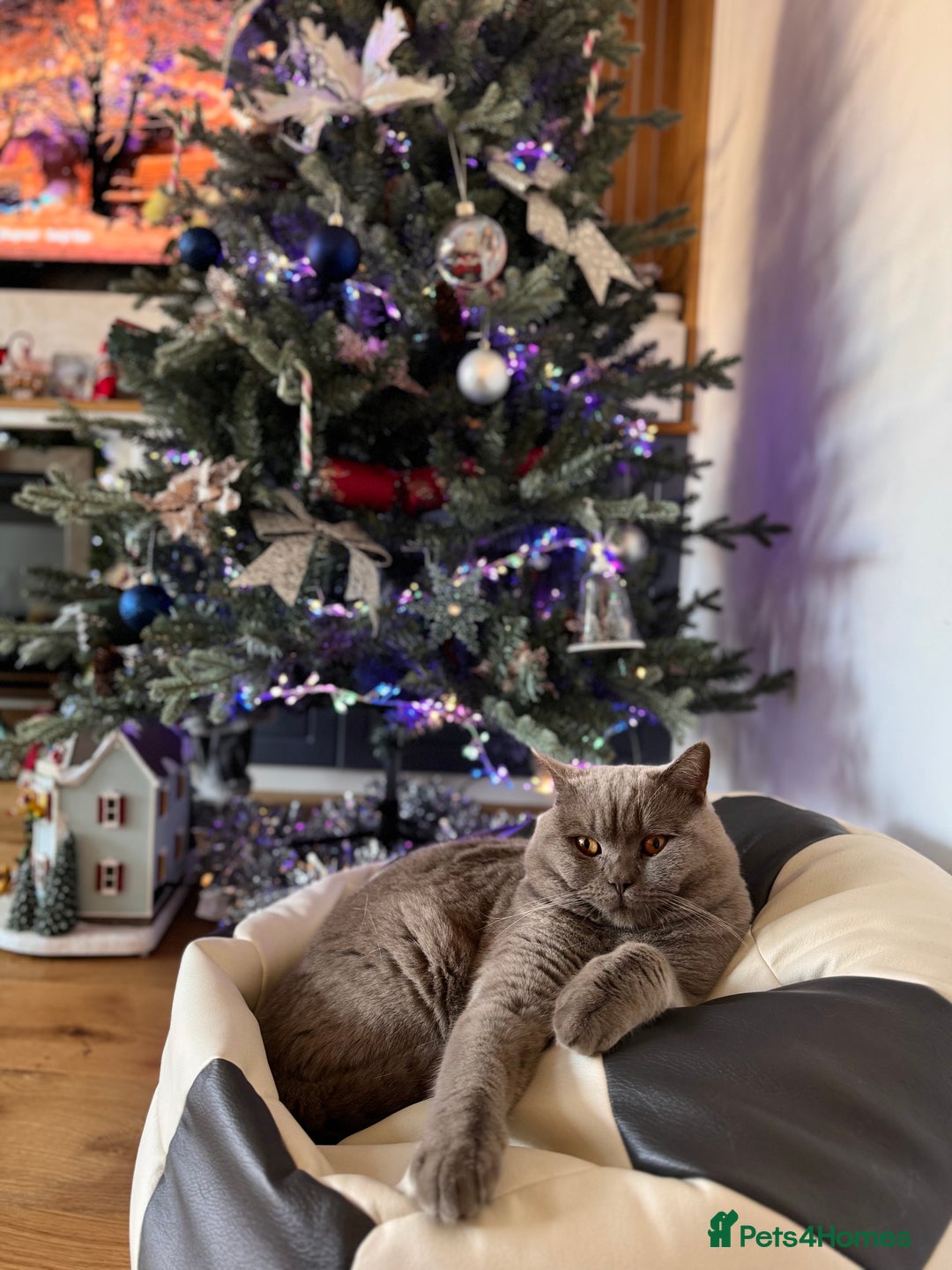 Scottish Fold cats for sale: Scottish fold adorable kitties 🐾  - Image 14