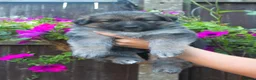 German Shepherd dogs for sale: Beautiful German sheppard puppies - Advert 7