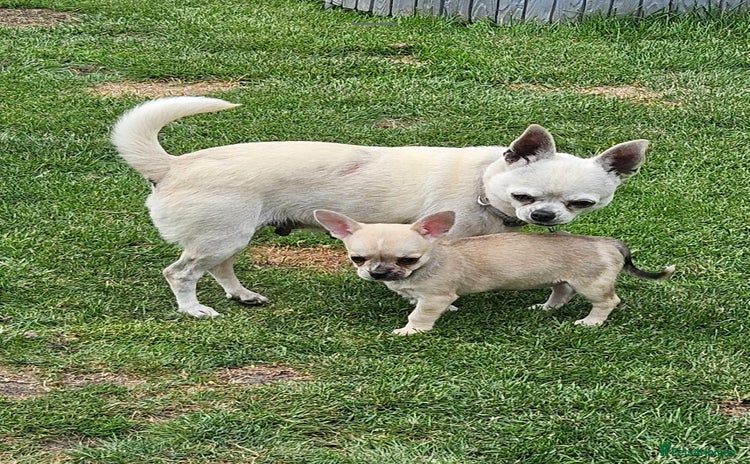 Chihuahua dogs - Advert 14