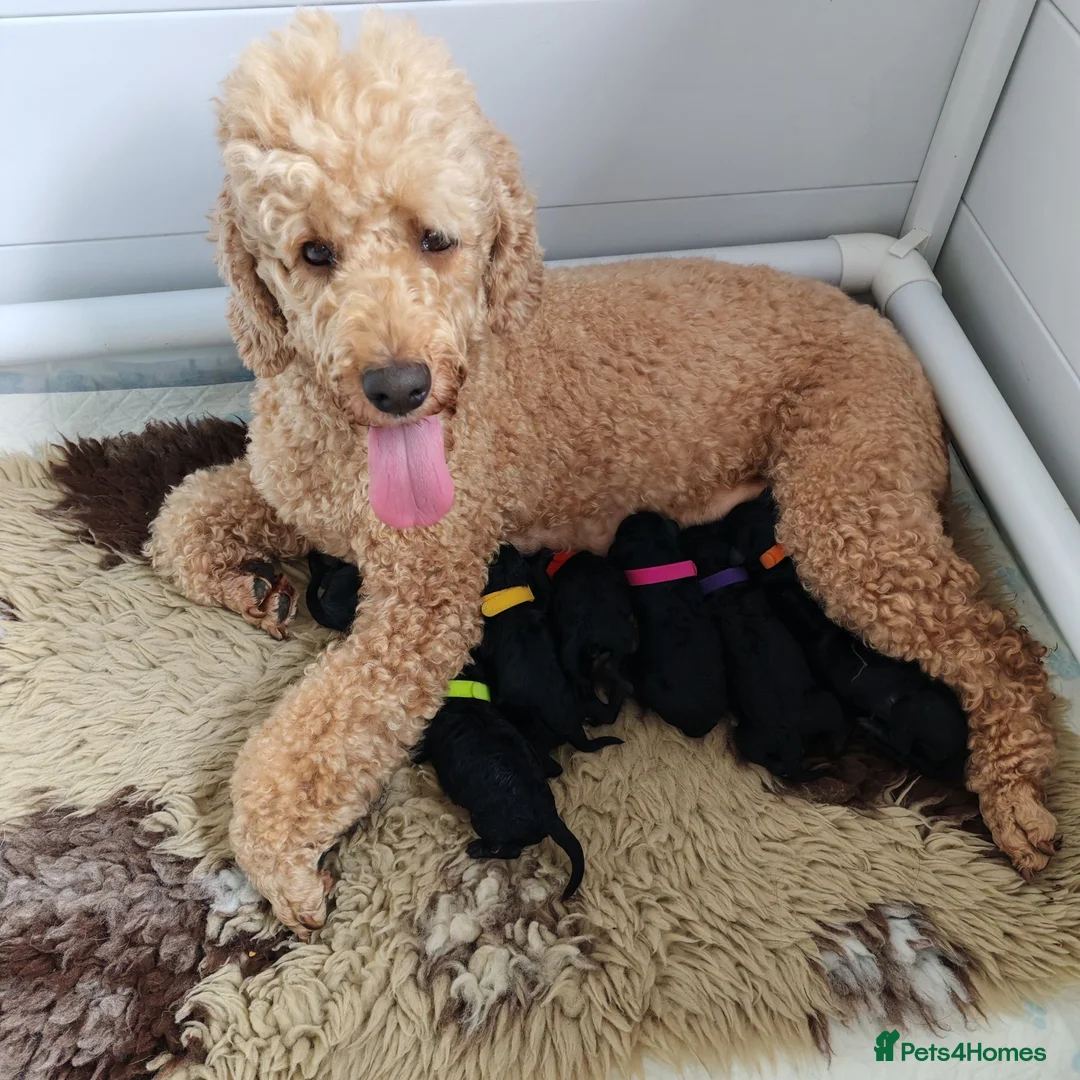 Miniature Poodle dogs for sale: Beautiful Minature Poodles - Advert 2