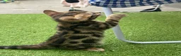 Bengal cats for sale: baby bengal male - Advert 4