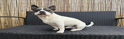 Mixed Breed dogs for sale: 15 month old male Frenchie/pug available  - Advert 10