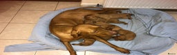 Hungarian Vizsla dogs for sale: Playfull and cheeky hungarian vizsla puppies  - Advert 5