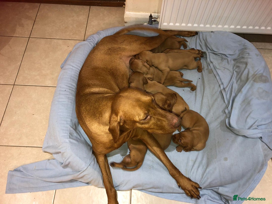 Hungarian Vizsla dogs for sale: Playfull and cheeky hungarian vizsla puppies  - Advert 5