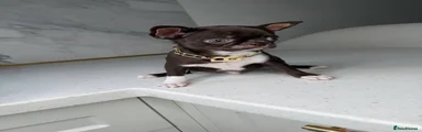 Chihuahua 2