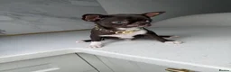 Chihuahua dogs for sale: Four Little Whiskers of Joy: Chihuahua puppies - Advert 2
