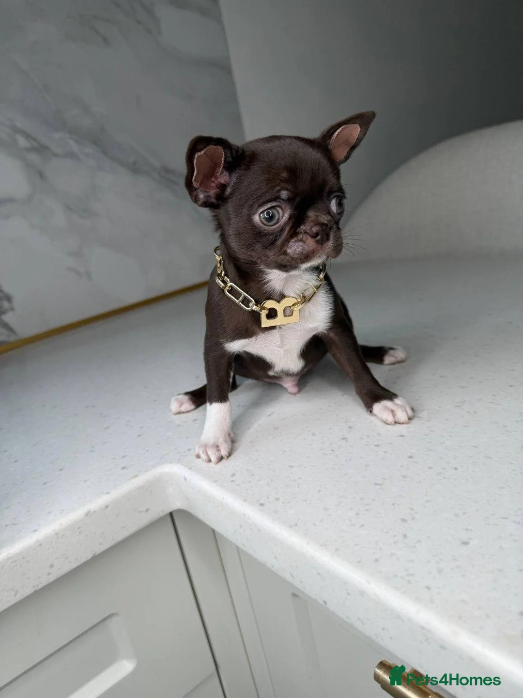 Chihuahua dogs for sale: Four Little Whiskers of Joy: Chihuahua puppies - Advert 2