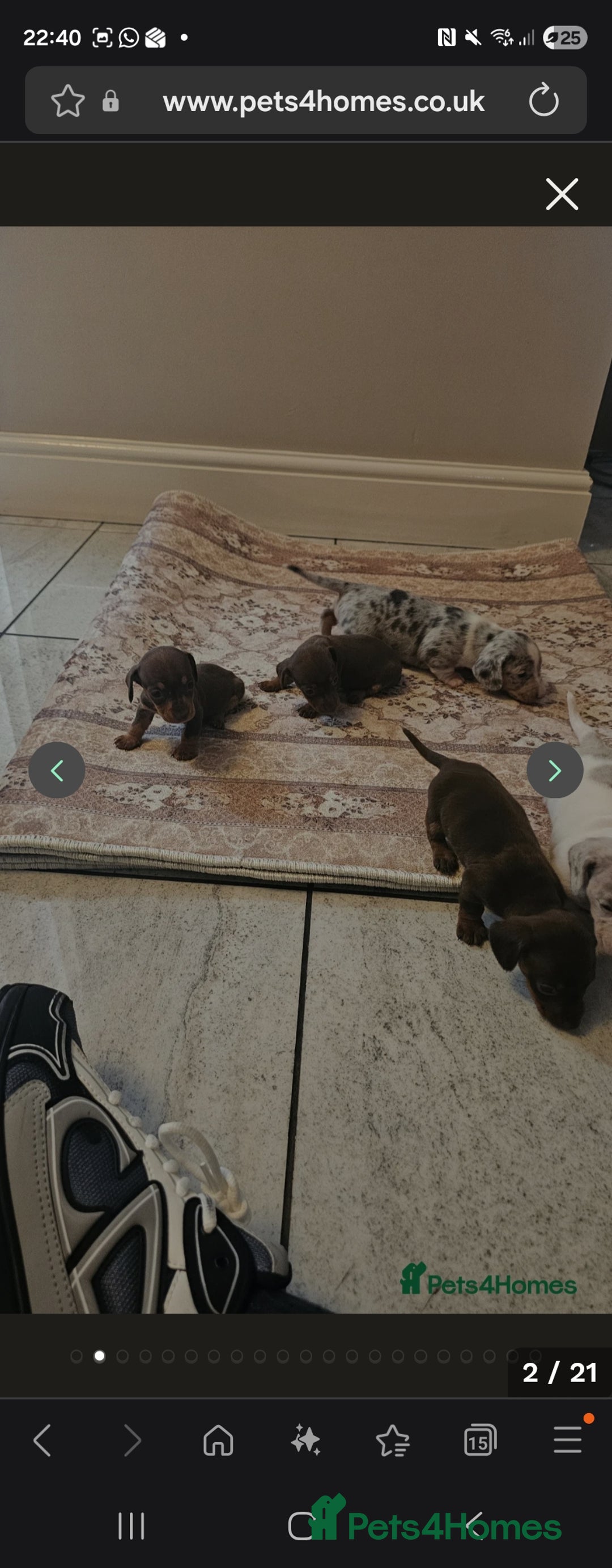 Miniature Dachshund dogs for sale: Miniture Dachshund  - Advert 2