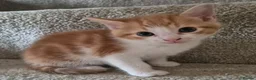 Mixed Breed cats for sale: 7 kittens for sale in Lincoln - Advert 8