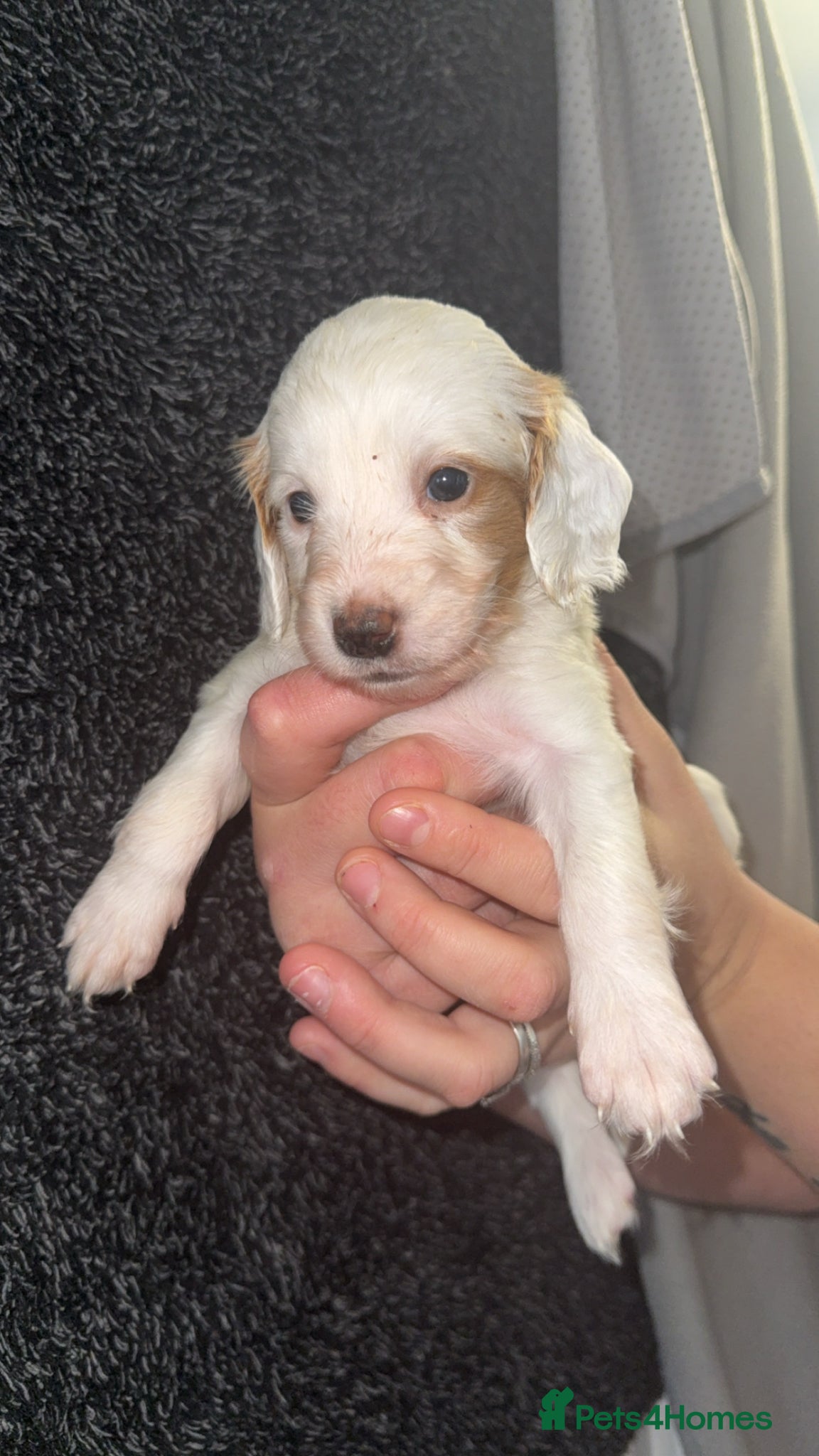 Cockapoo dogs Cockapoo puppie 1  girl left 5 weeks old 🩷🩷 - Advert 7