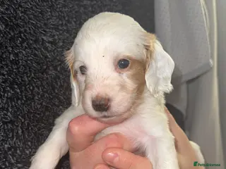 Cockapoo dogs Cockapoo puppie 1 girl left 5 weeks old 🩷🩷 - Advert 7