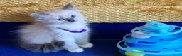 Ragdoll cats for sale: GCCF Сhampion Bloodline Ragdoll 5 GenPedigree 🏆🌟 - Advert 11