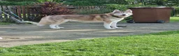 Siberian Husky dogs for sale: Zeus  in Bradford - Advert 2