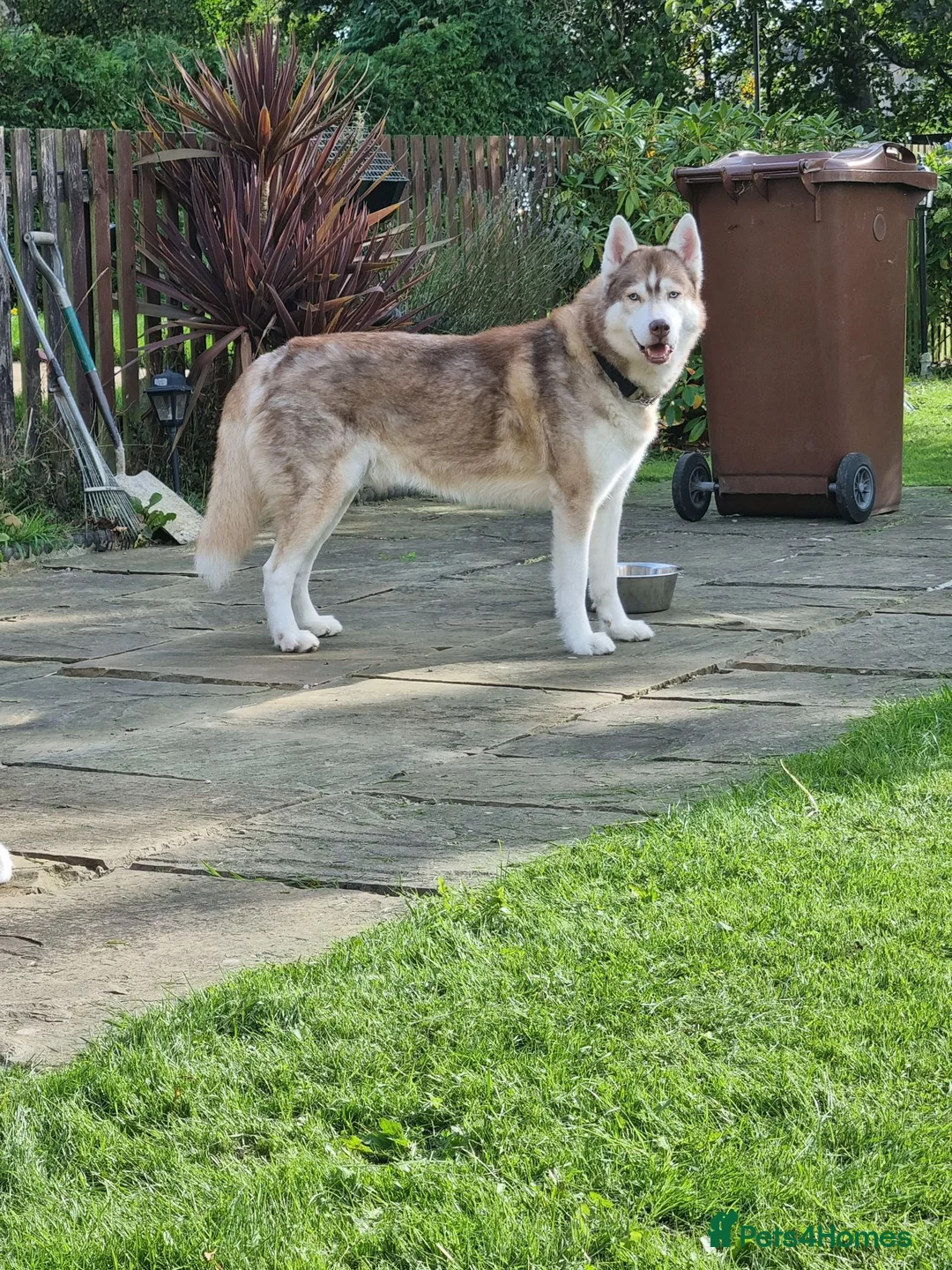 Siberian Husky dogs for sale: Zeus  in Bradford - Advert 2