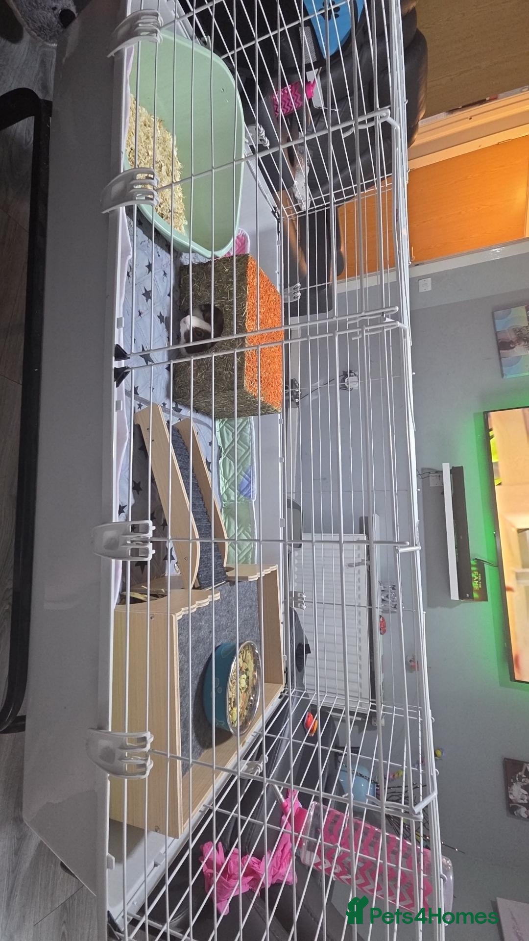 Guinea Pig rodents Boy piggies  - Advert 1