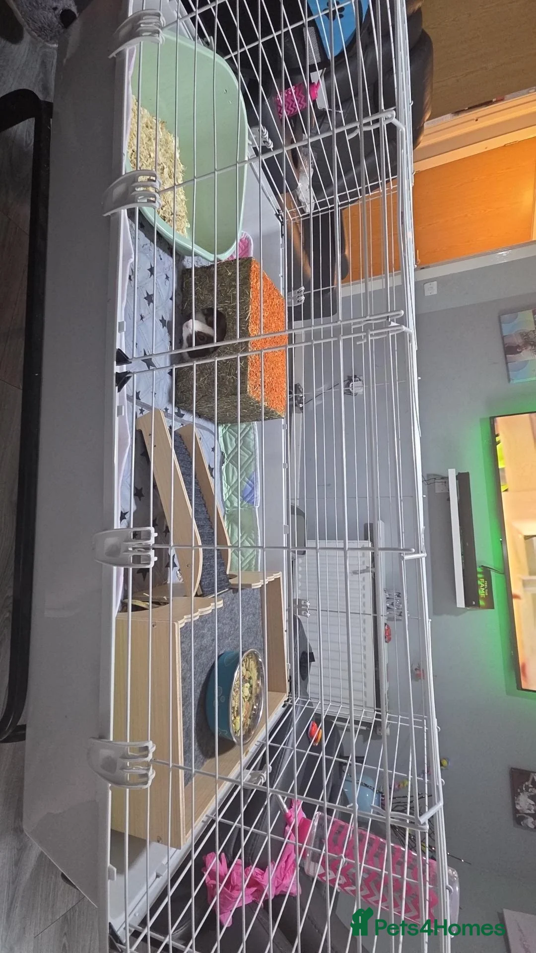 Guinea Pig rodents for sale: Boy piggies  - Advert 1