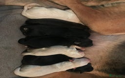 Mixed Breed dogs for sale: BEAUTIFUL LURCHER PUPPIES - Image 16