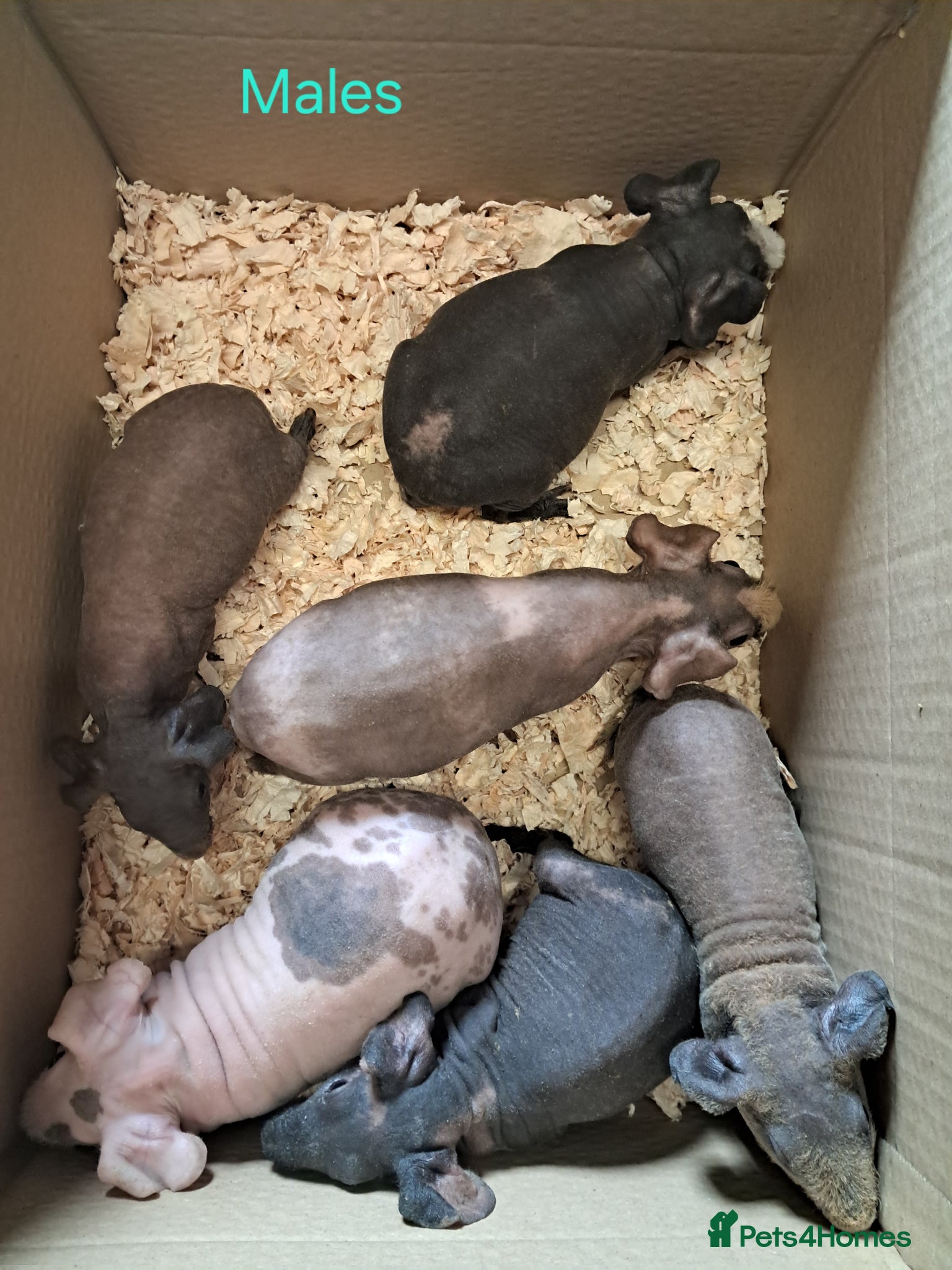 Guinea Pig rodents Skinny Pigs available Females and Males - Advert 6