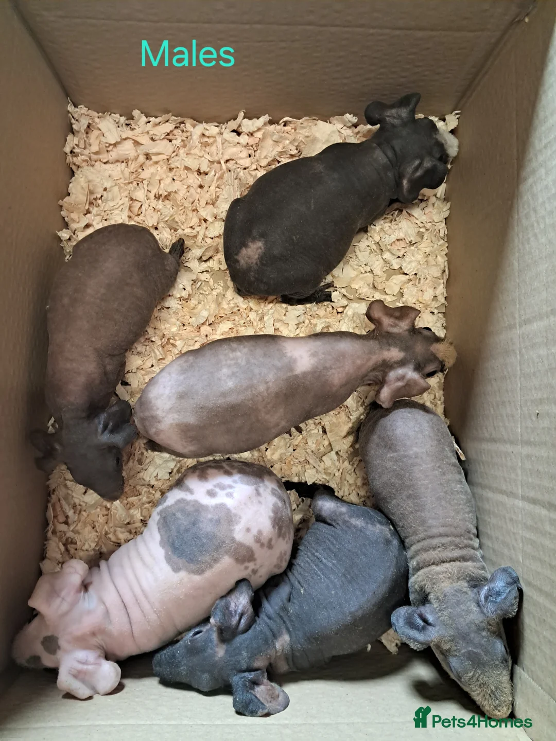 Guinea Pig rodents for sale: Skinny Pigs available Females and Males - Advert 1
