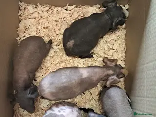 Guinea Pig rodents Skinny Pigs available Females and Males - Advert 6