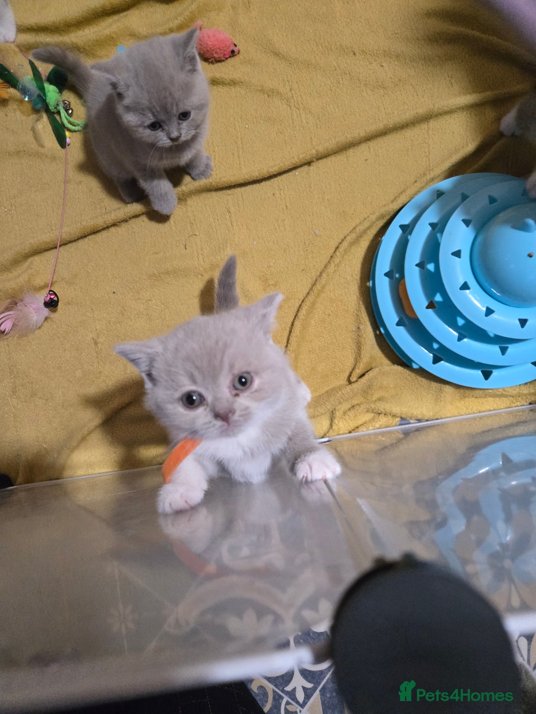 British Shorthair cats for sale: Full Britishshort hair kittens ready wendesday - Image 18
