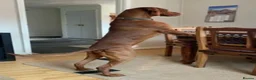 Hungarian Vizsla dogs for sale: Hungarian Vizsla Puppies for Sale - Advert 4