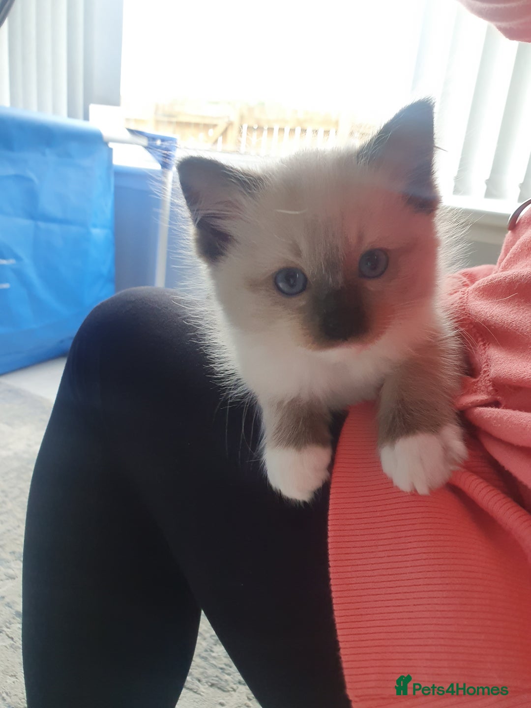 Ragdoll cats for stud: Handsome blue lynx Ragdoll for stud in Bathgate - Image 19