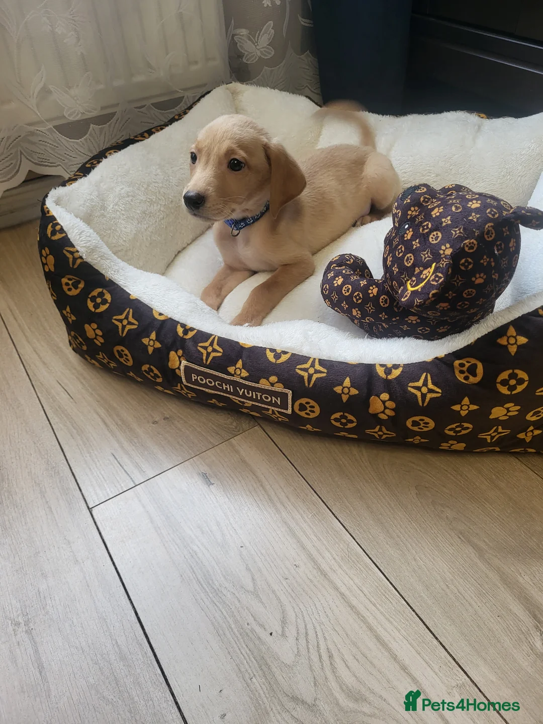 Labrador Retriever dogs for sale: KC registered Labrador Retriever puppies - Advert 5