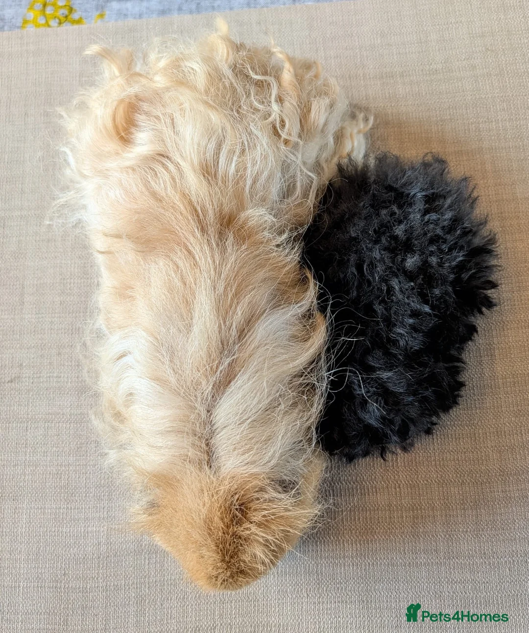 Guinea Pig rodents for sale: STUNNING TEXEL/MERINO BOAR PAIRS 👀🏡🩵 - Advert 6