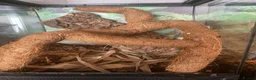 Gecko reptiles for sale: Golden gecko  in Cleator Moor - Advert 3