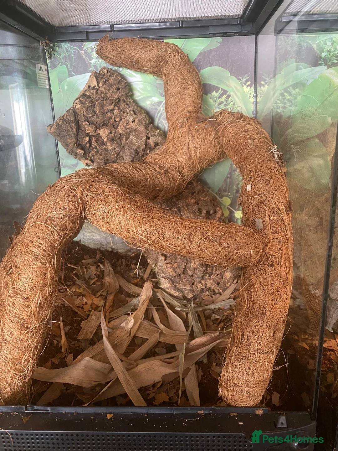 Gecko reptiles for sale: Golden gecko  in Cleator Moor - Advert 3