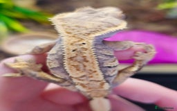 Gecko reptiles for sale: Crested gecko - Image 2