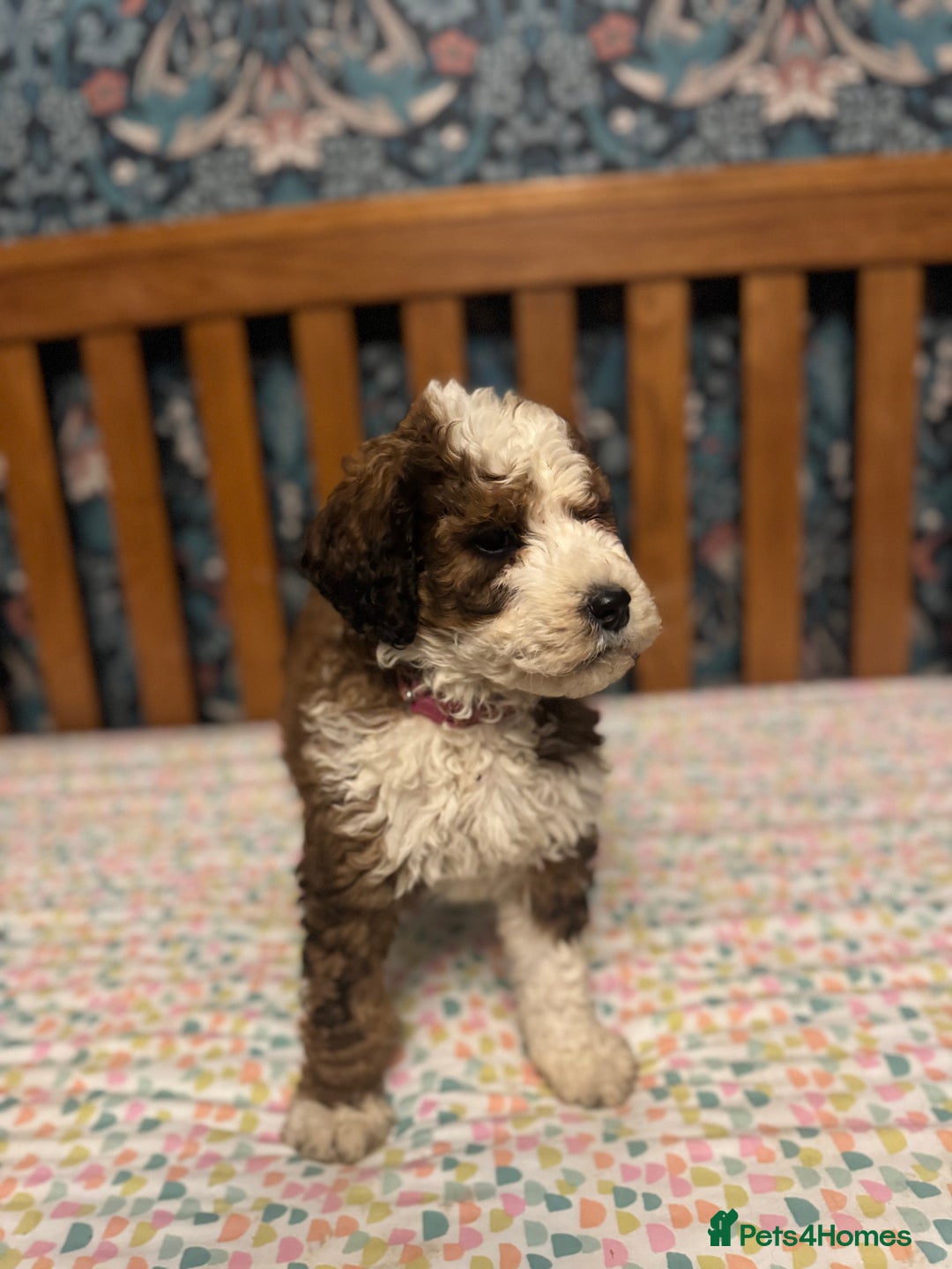 Bernedoodle dogs for sale: Bernedoodle F1B puppies - Advert 5