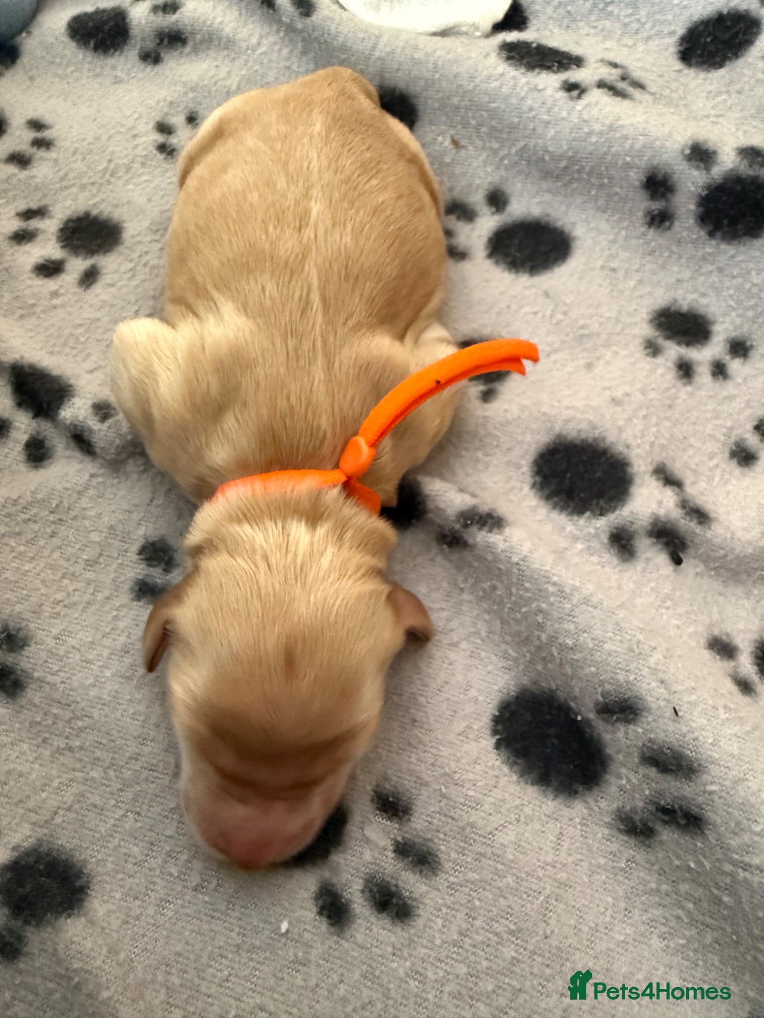 Mixed Breed dogs for sale: Multigeneration Cream/Apricot Double Doodles  - Advert 3