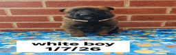 Belgian Shepherd Dog dogs for sale: Quality KC Registered Belgian Shepherd Malinois  - Advert 5