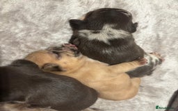 French Bulldog dogs for sale: MERLE FRENCH BULLDOG PUPPIES 🐾  - Image 15