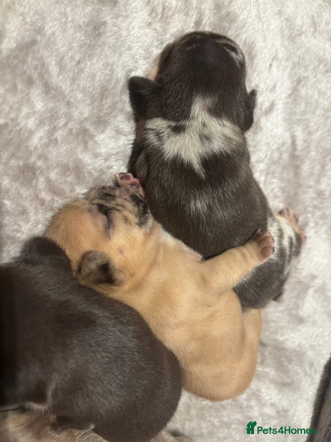 French Bulldog dogs for sale: MERLE FRENCH BULLDOG PUPPIES 🐾  - Image 15