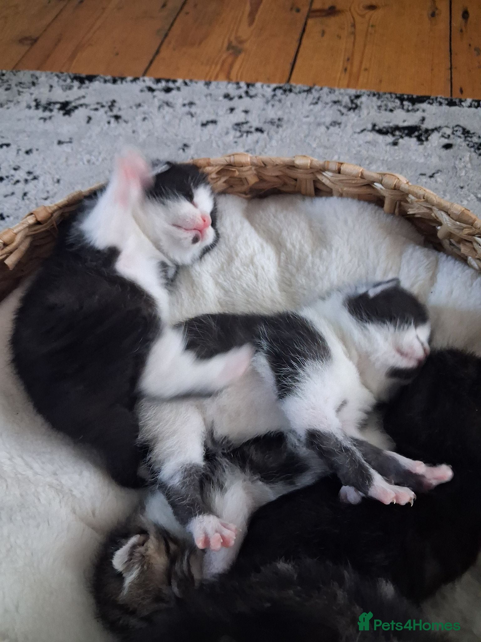 Mixed Breed cats for sale: Kittens 😸  - Advert 1