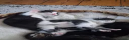 Mixed Breed cats for sale: Kittens 😸  - Advert 1